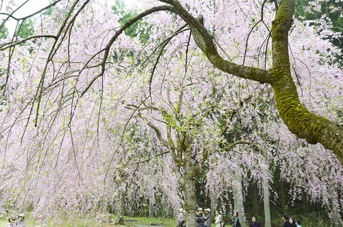 竹田の里しだれ桜まつり