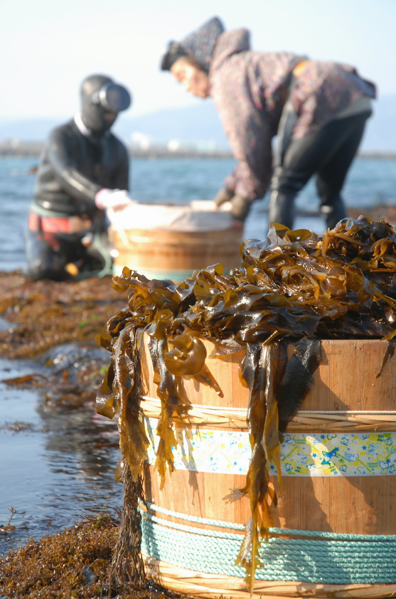 わかめ漁の解禁