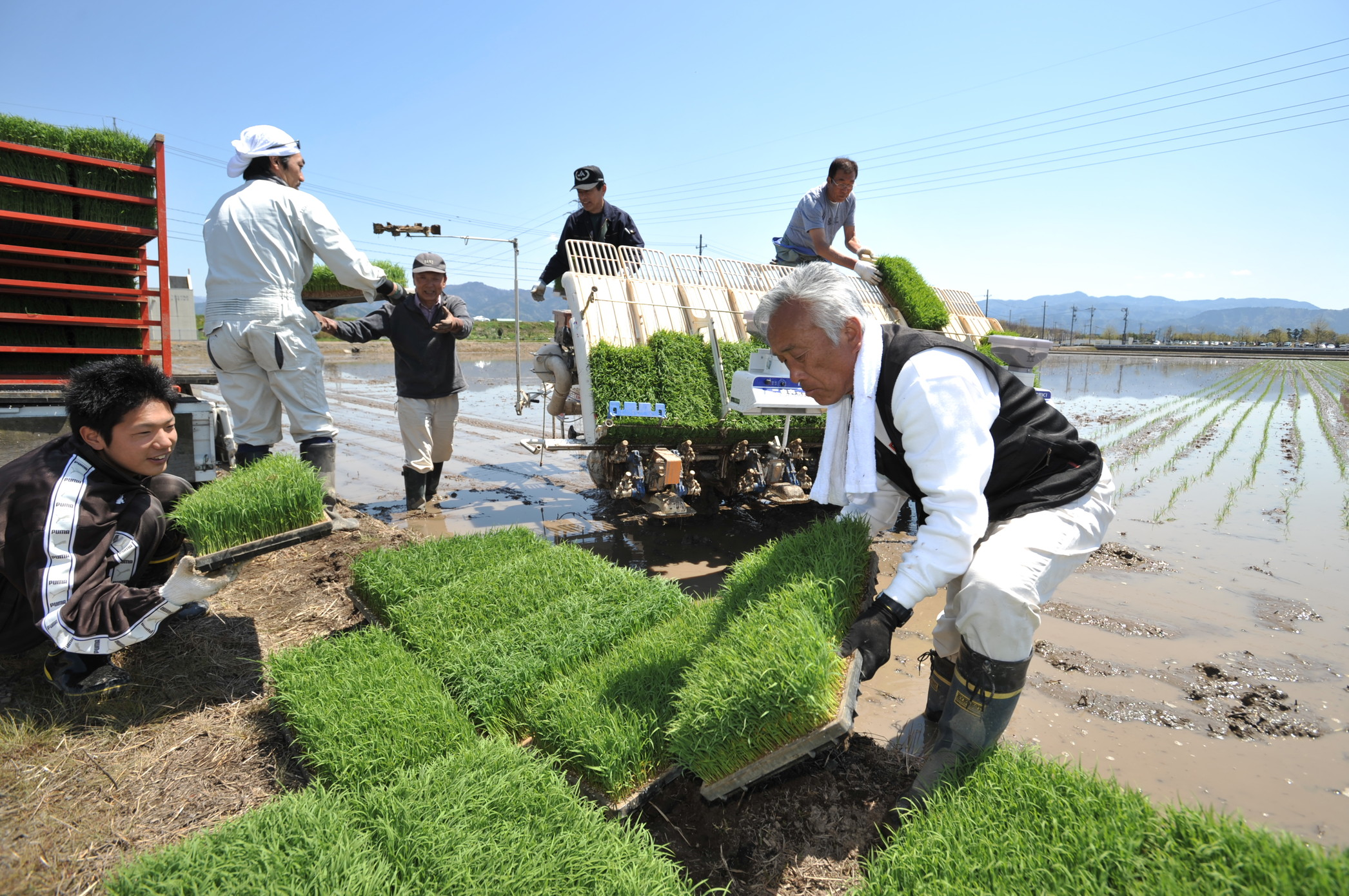 福井米田植え