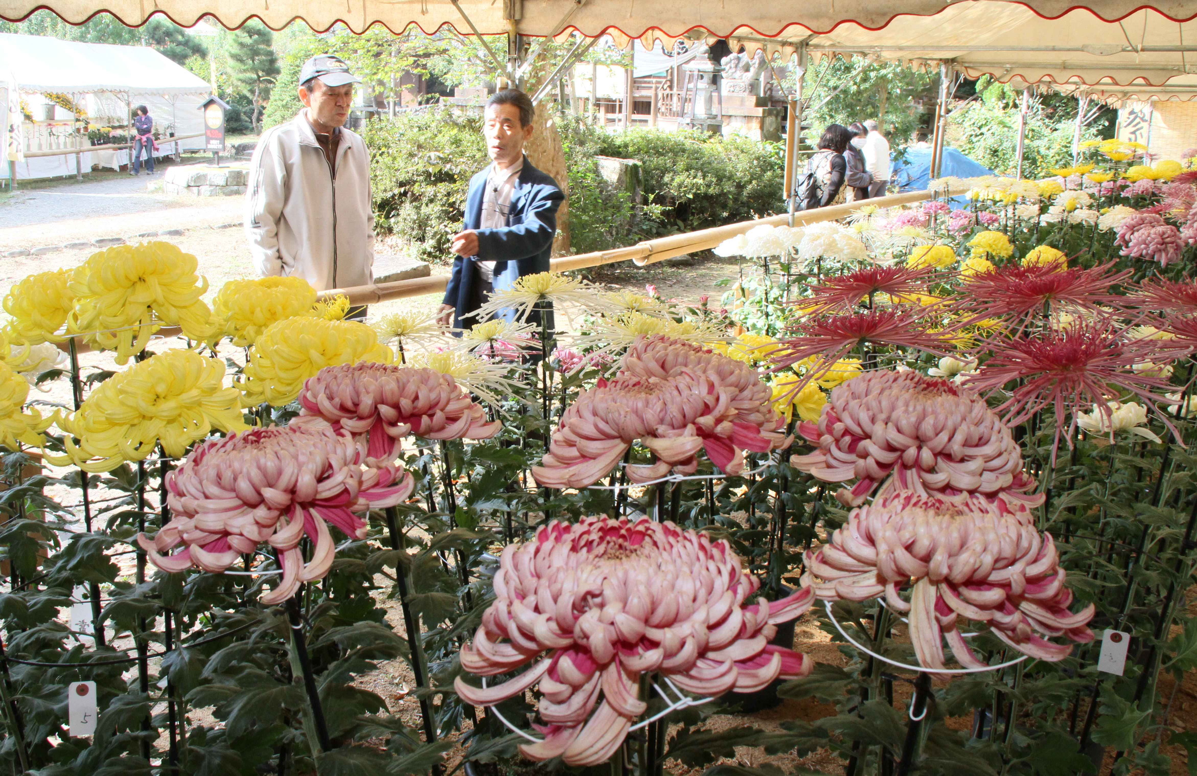 大野市総合文化祭