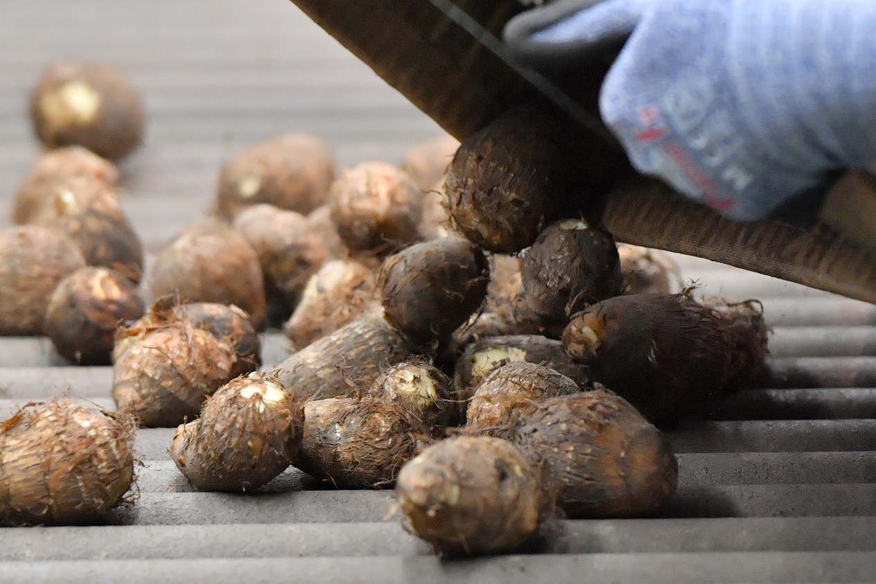 上庄さといも 地理的表示保護制度(GI)登録