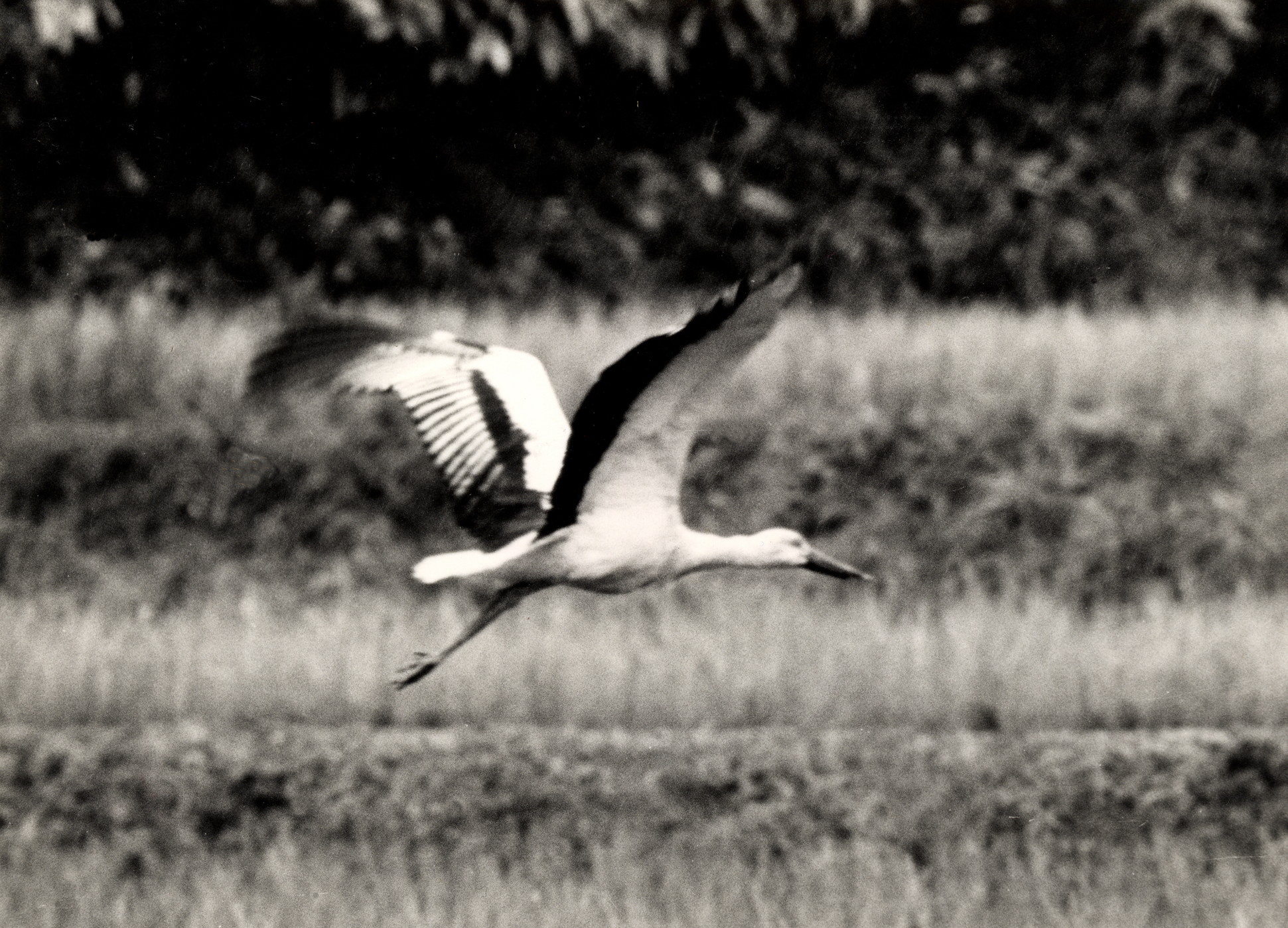 コウノトリ「コウちゃん」飛来日