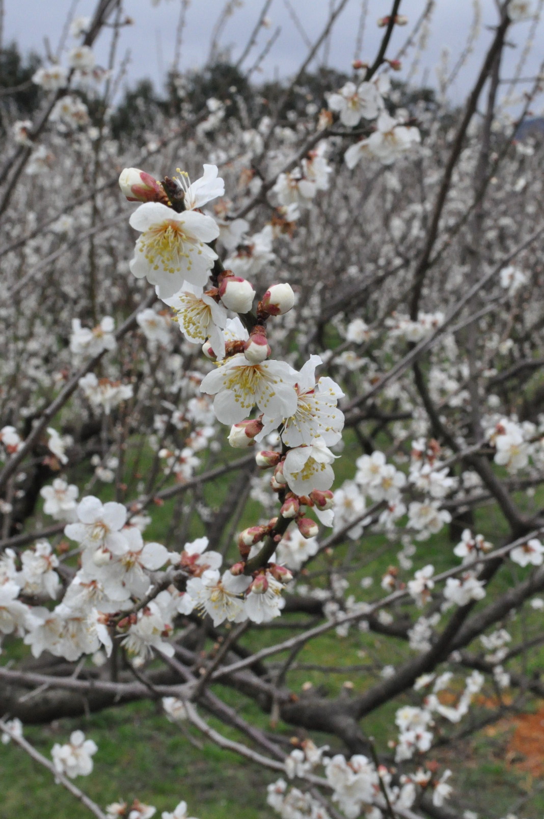 三方五湖梅まつり