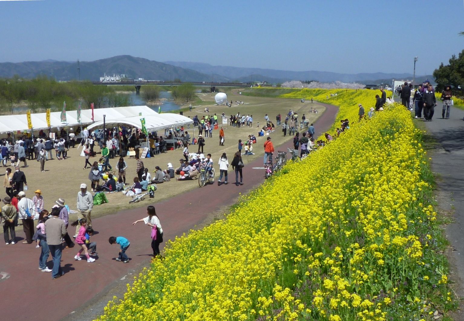 さばえ菜花まつり