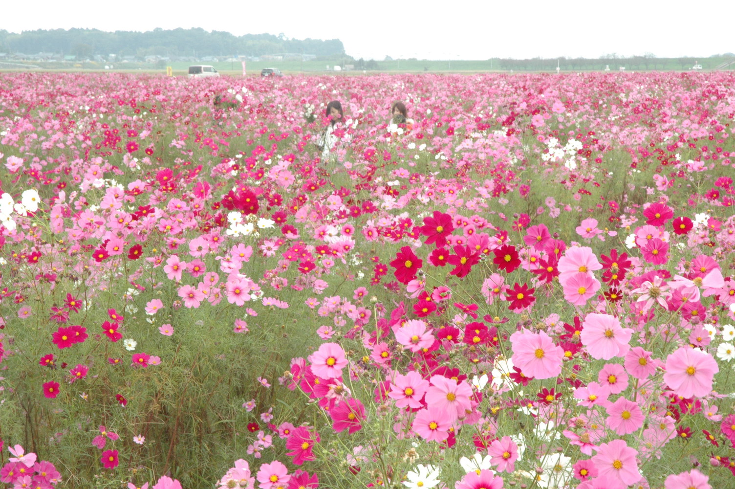 【10～12月】この季節にめぐりたいおススメ「地域の催事」9選